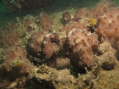 Hippocampus trimaculatus