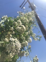 Funastrum cynanchoides