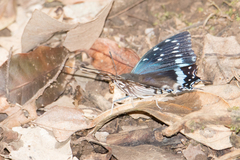 Charaxes etesipe