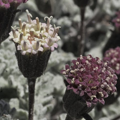 Chaenactis nevadensis