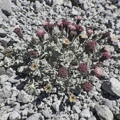 Chaenactis nevadensis