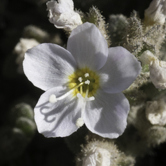 Polemonium pulcherrimum shastense