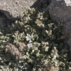 Polemonium pulcherrimum shastense