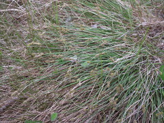 Carex glareosa