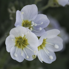 Polemonium pulcherrimum shastense