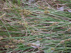 Carex glareosa
