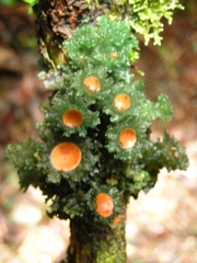 Leptogium phyllocarpum