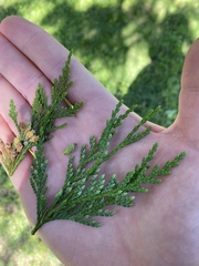 Thuja plicata