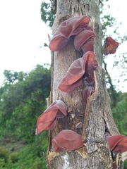 Auricularia fuscosuccinea