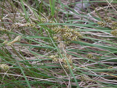 Carex glareosa