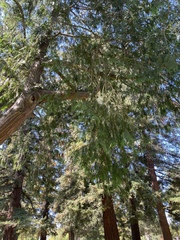 Thuja plicata