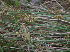 Carex glareosa
