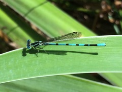 Argia bipunctulata