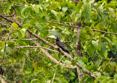 Anorrhinus galeritus