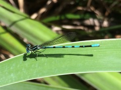 Argia bipunctulata