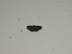 Mecodina