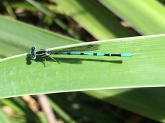Argia bipunctulata
