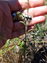Acronicta euphorbiae