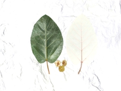 Ficus padana