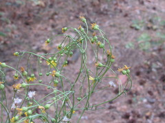 Jacobaea borysthenica