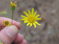 Jacobaea borysthenica