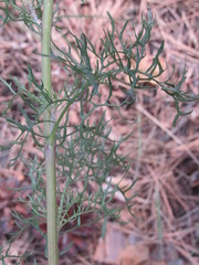 Jacobaea borysthenica