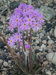 Primula stricta