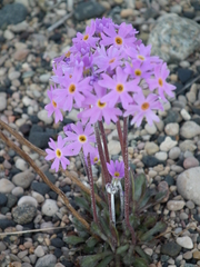 Primula stricta