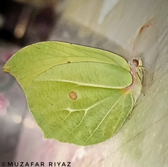 Gonepteryx nepalensis