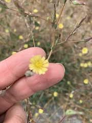 Lactuca serriola