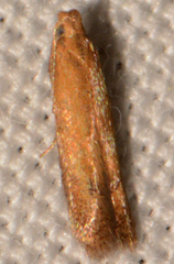 Tischeria quercitella