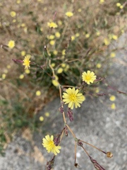Lactuca serriola