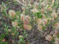 Salix arctophila