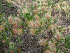 Salix arctophila