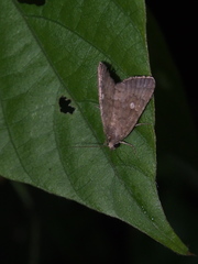 Amyna punctum