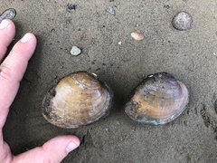 Ellipsaria lineolata