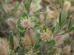 Salix arctophila