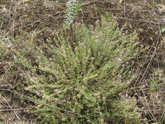 Thymus pallasianus