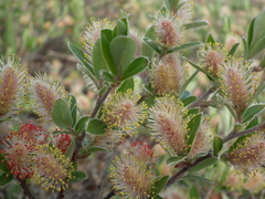 Salix arctophila