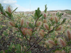 Salix arctophila