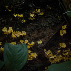 Cotylidia aurantiaca