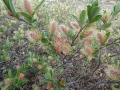Salix arctophila
