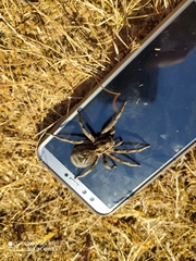 Lycosa tarantula