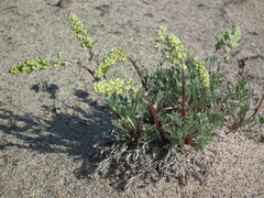 Artemisia campestris borealis