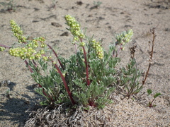 Artemisia campestris borealis