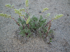 Artemisia campestris borealis