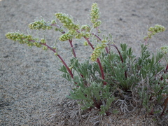 Artemisia campestris borealis