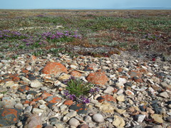 Oxytropis borealis