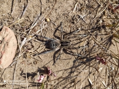 Lycosa tarantula
