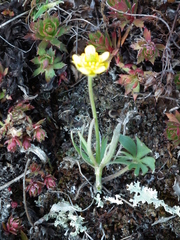 Ranunculus pedatifidus affinis